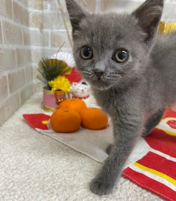 家族が決まりました