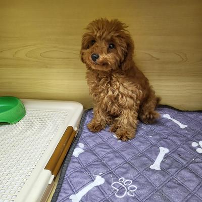 家族決まりました