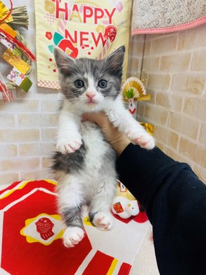 家族が決まりました。