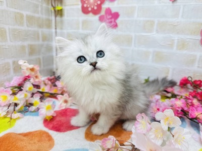 ミヌエットご家族決まりました。