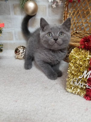 家族が決まりました！