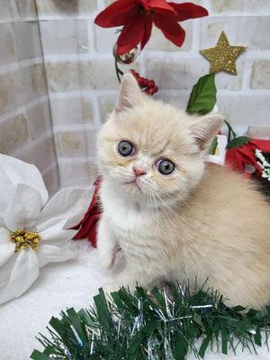 家族決まりました