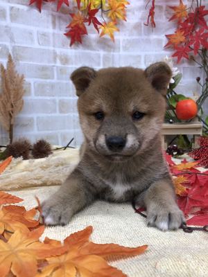 柴犬　家族決まりました。