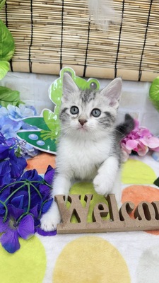 家族決まりました。アメリカンショートヘアー