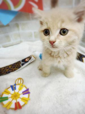 スコティッシュフォールド