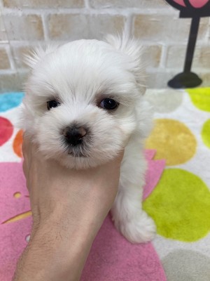 家族が決まりました