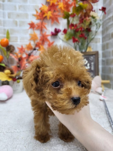 家族が決まりました