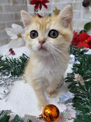 家族決まりました