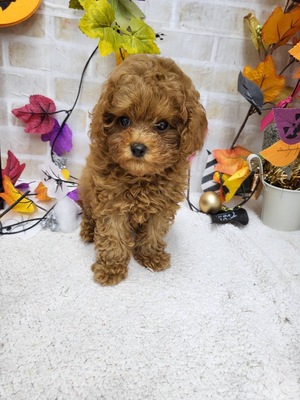 家族決まりました