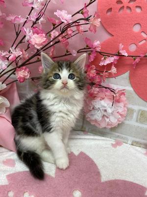 家族が決まりました