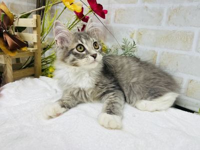 家族が決まりました