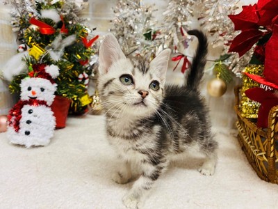 家族が決まりました！