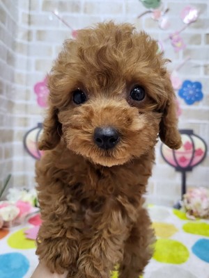 家族が決まりました！