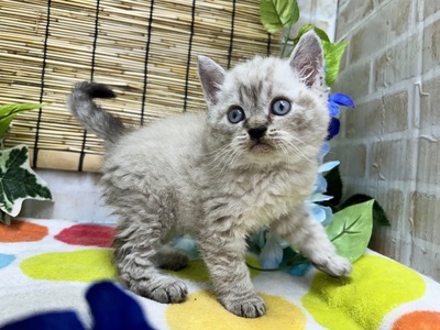 セルカークレックス