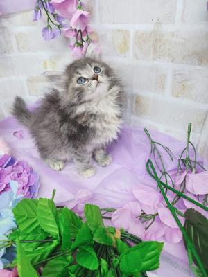 メインクーン　ご家族決まりました。