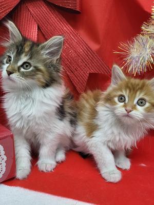 家族決まりました