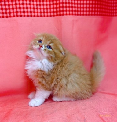 家族が決まりました。