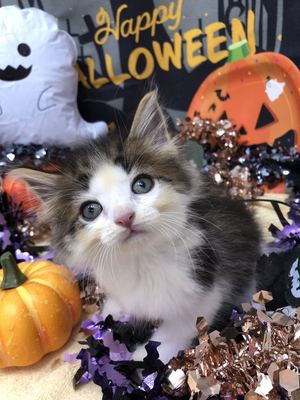 ご家族決まりました。ノルウェージャン