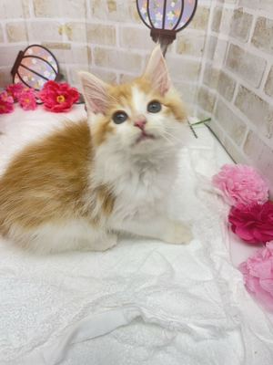 ノルウェージャンご家族決まりました。