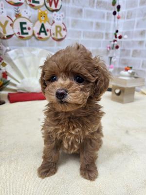 家族決まりました