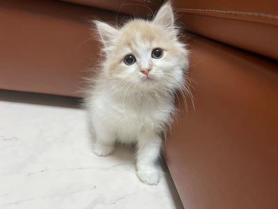 家族が決まりました