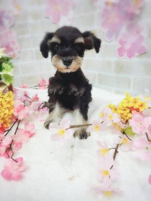 ミニチュアシュナウザー