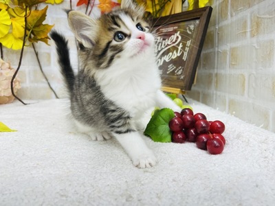 家族が決まりました