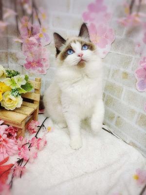 ラグドールご家族決まりました。