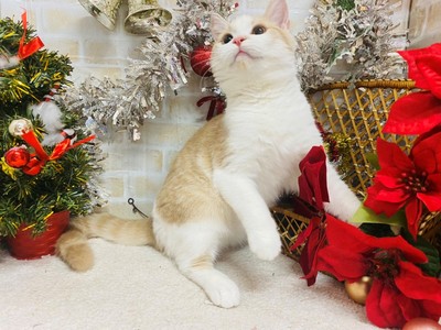 家族が決まりました。