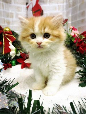 ミヌエット　家族決まりました。