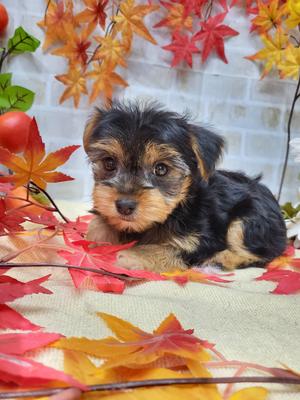 家族決まりました