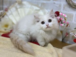 家族決まりました