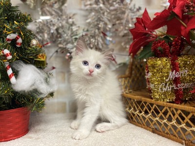 家族が決まりました。