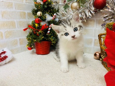 家族が決まりました！