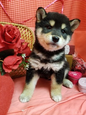 家族が決まりました。