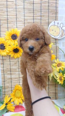 トイプードル　ご家族決まりました。