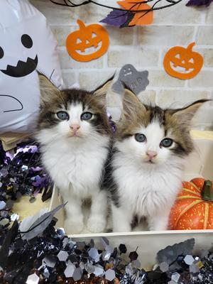 家族決まりました