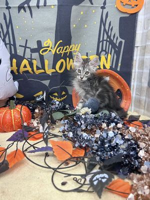 メインクーンご家族決まりました。