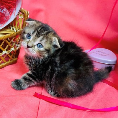 家族が決まりました