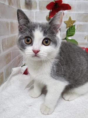 家族決まりました