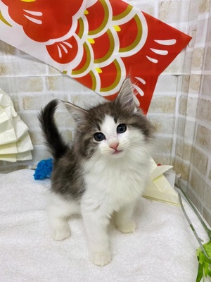 家族が決まりました