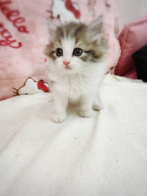 ノルウェージャンご家族決まりました。