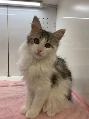 家族が決まりました