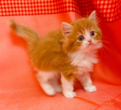 家族が決まりました。