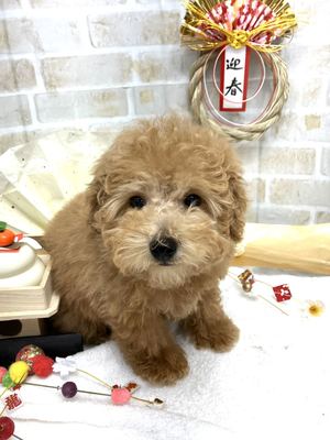 トイプードル　家族決まりました。