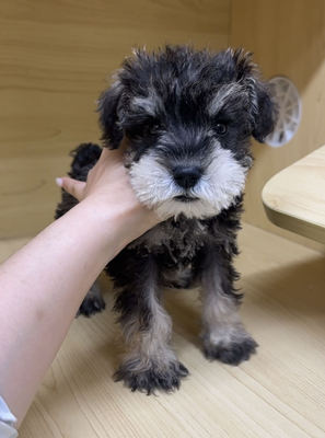 ご家族決まりました　ミニチュアシュナウザー