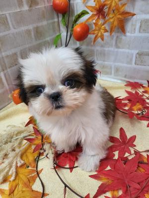 家族決まりました