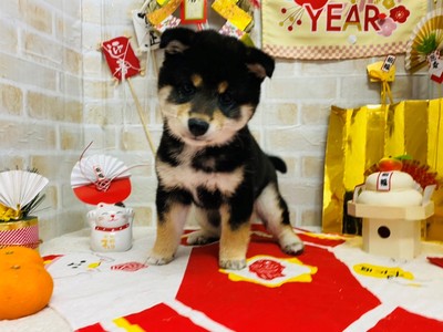 家族が決まりました。