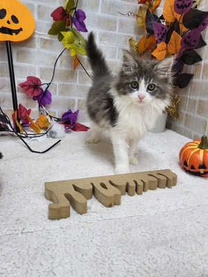 家族決まりました