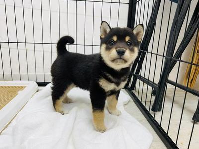 家族が決まりました